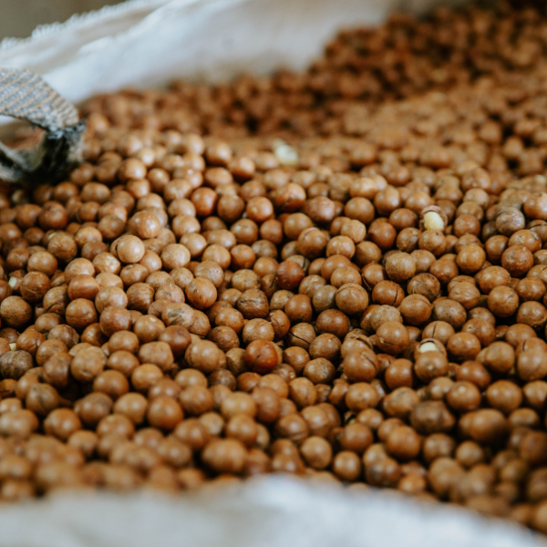Macadamias